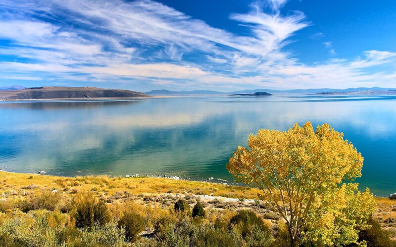 Yellow Tree by Lake — Blue