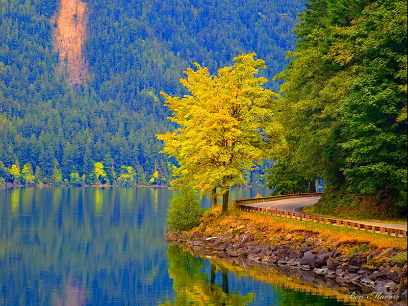 Yellow Tree by Lake