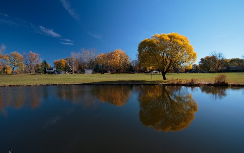 Yellow Tree by Pond — Blue, Serene