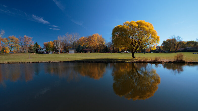 Yellow Tree by Pond — Blue