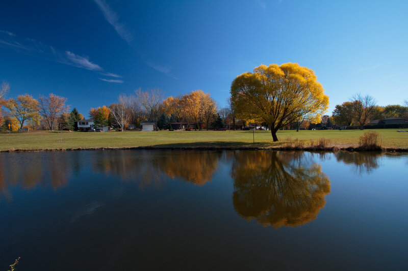 Yellow Tree by Pond