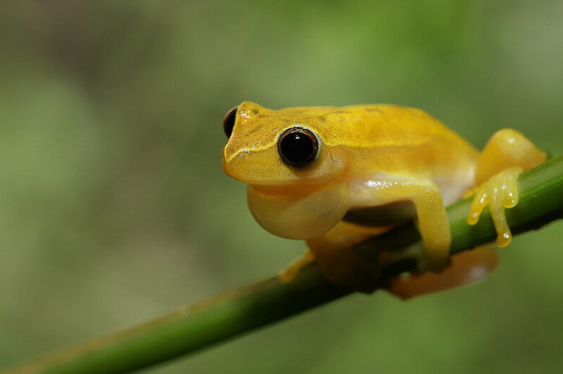 Yellow Tree Frog — Calm