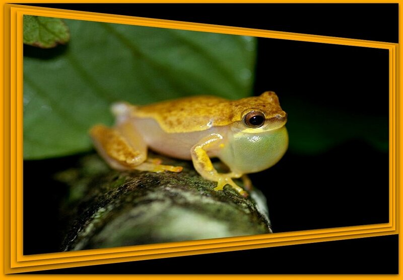 Yellow Tree Frog — Green, Natural