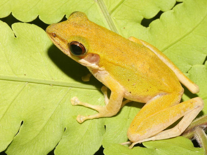 Yellow Tree Frog — Green