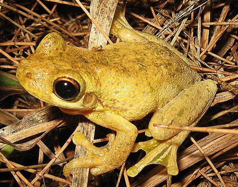 Yellow Tree Frog — Natural