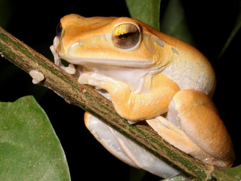 Yellow Tree Frog