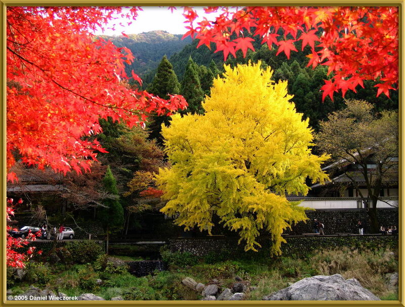 Yellow Tree in Autumn