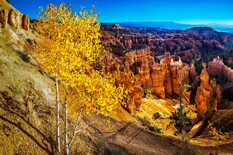 Yellow Tree in Canyon — Dramatic