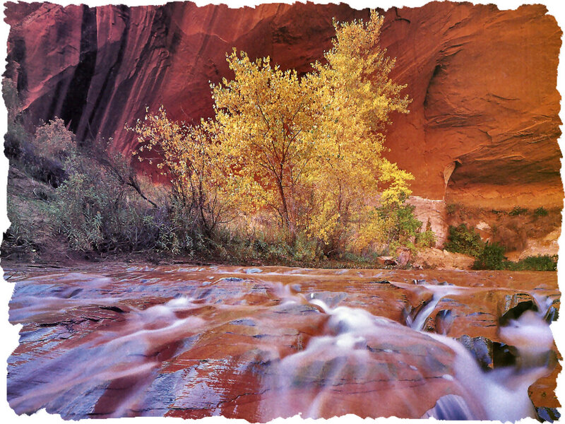 Yellow Tree in Canyon — Red