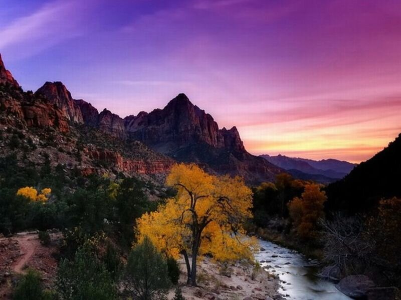 Yellow Tree in Canyon