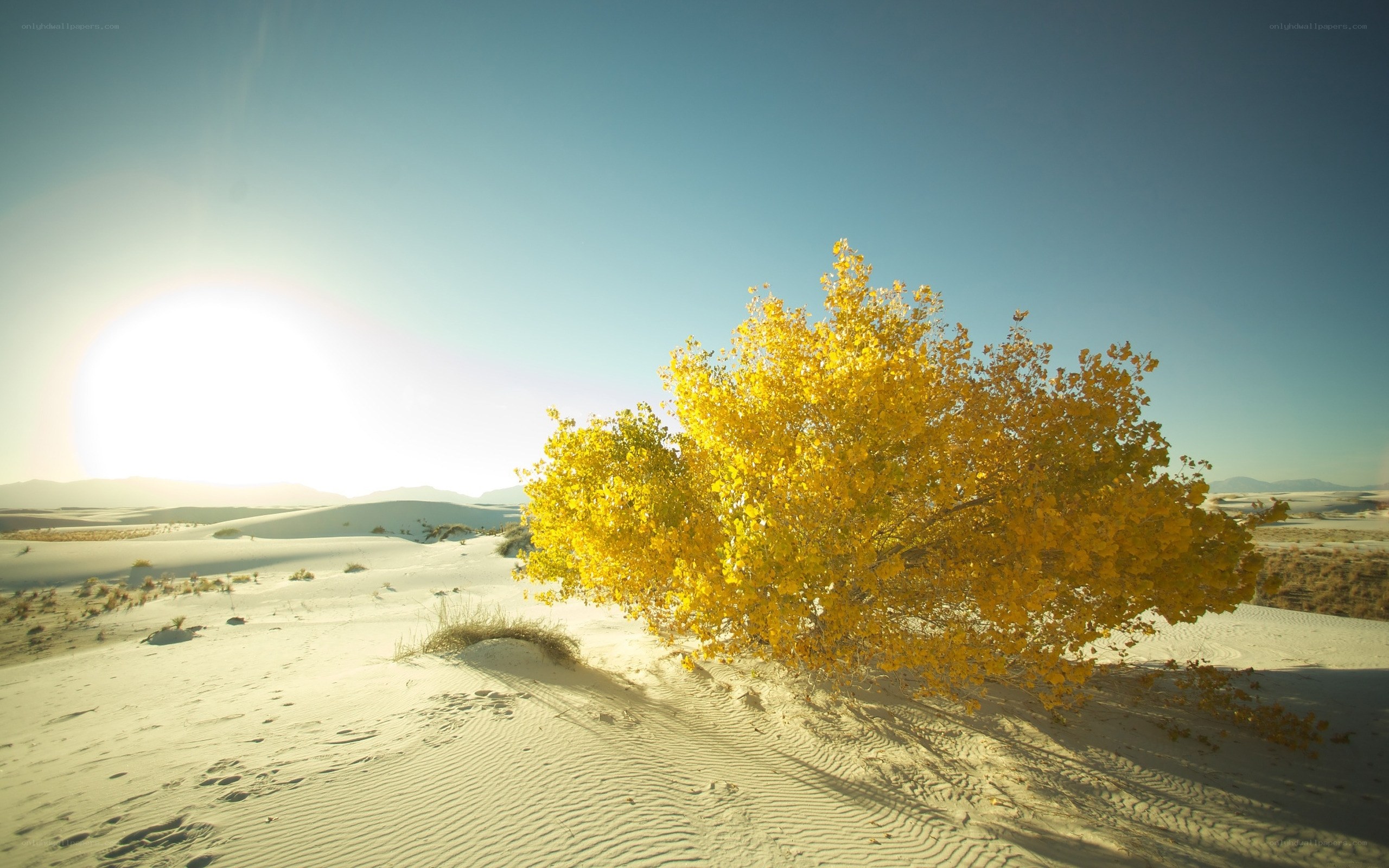 Yellow tree in desert landscape