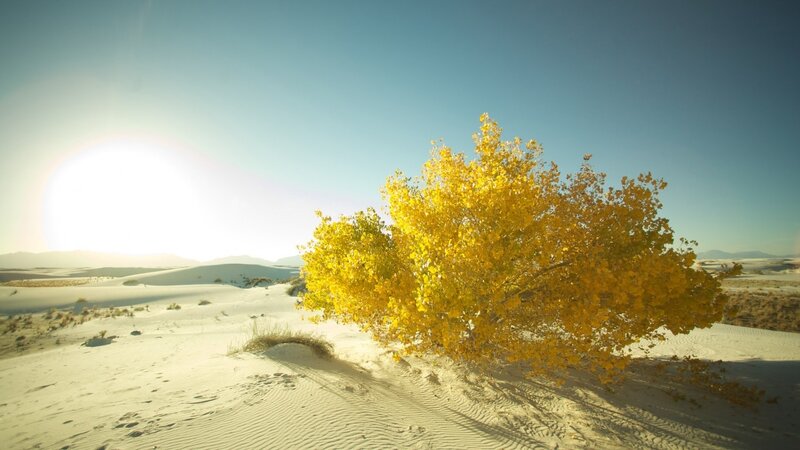 Yellow Tree in Desert