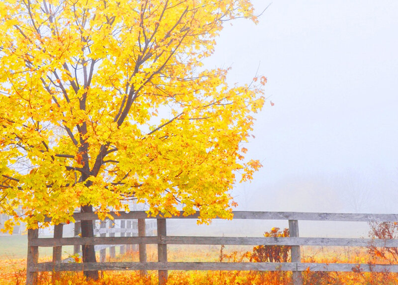 Yellow Tree in Fog