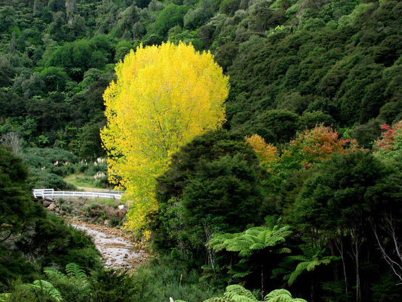 Yellow tree in forest valley