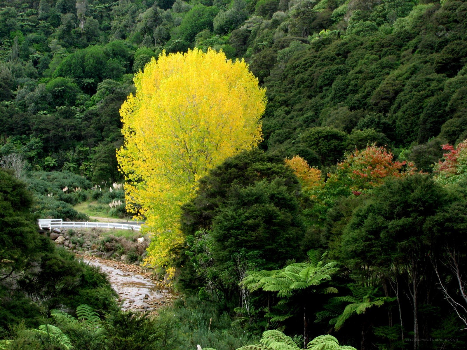 Yellow tree in forest valley