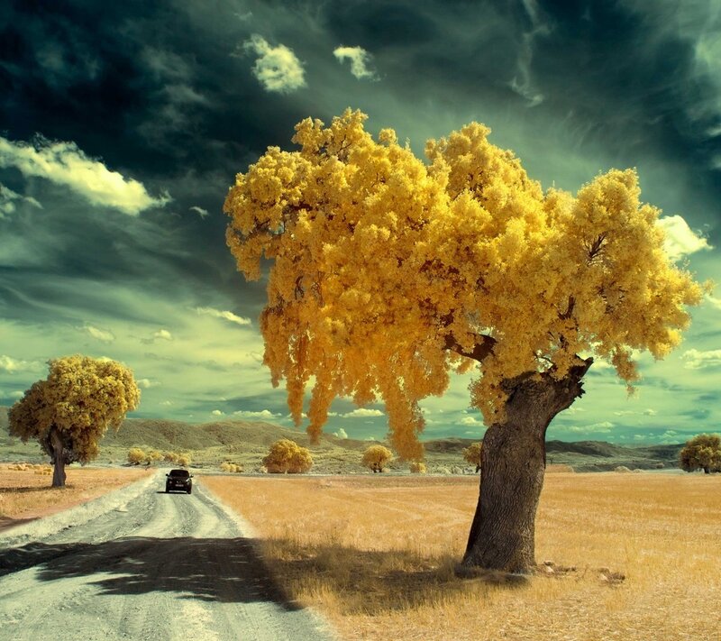 Yellow Tree on Road — Dramatic