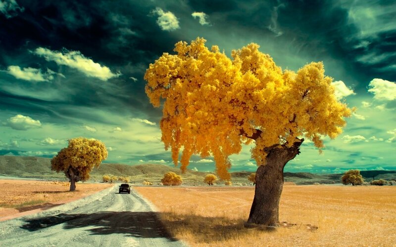 Yellow Tree on Road