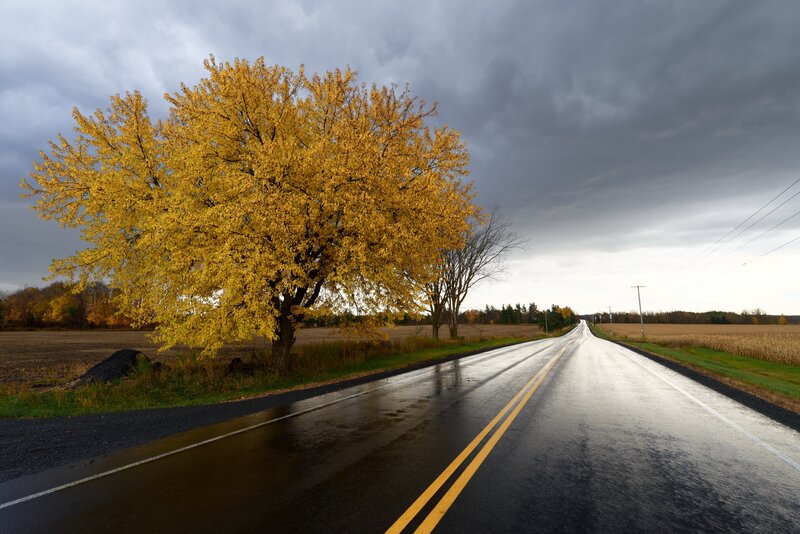 Yellow Tree on Roadside