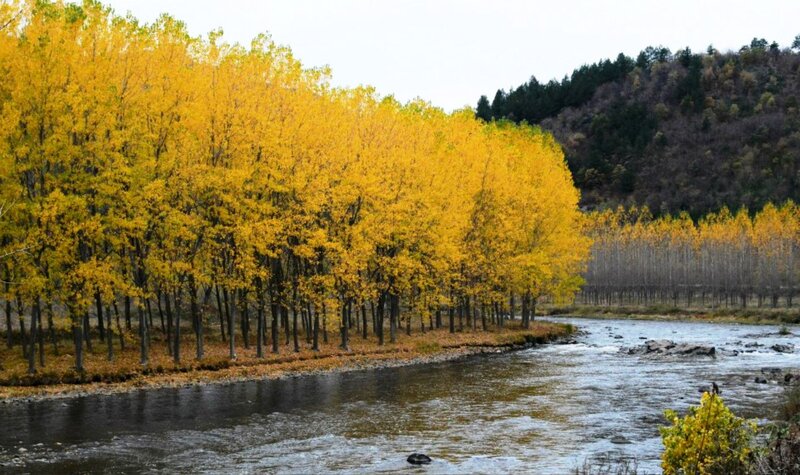 Yellow Trees Along River