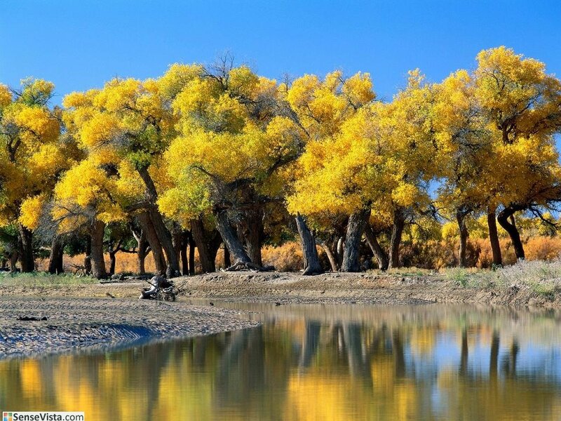 Yellow trees by a river