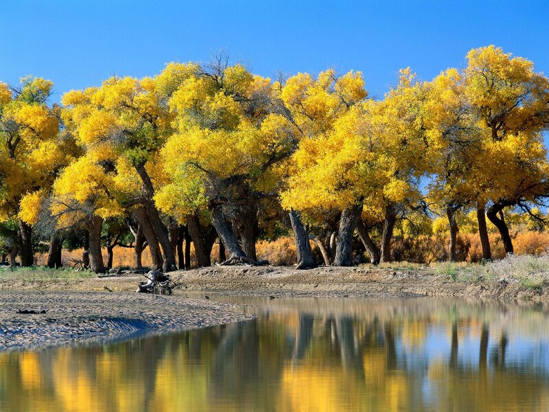 Yellow trees by a river
