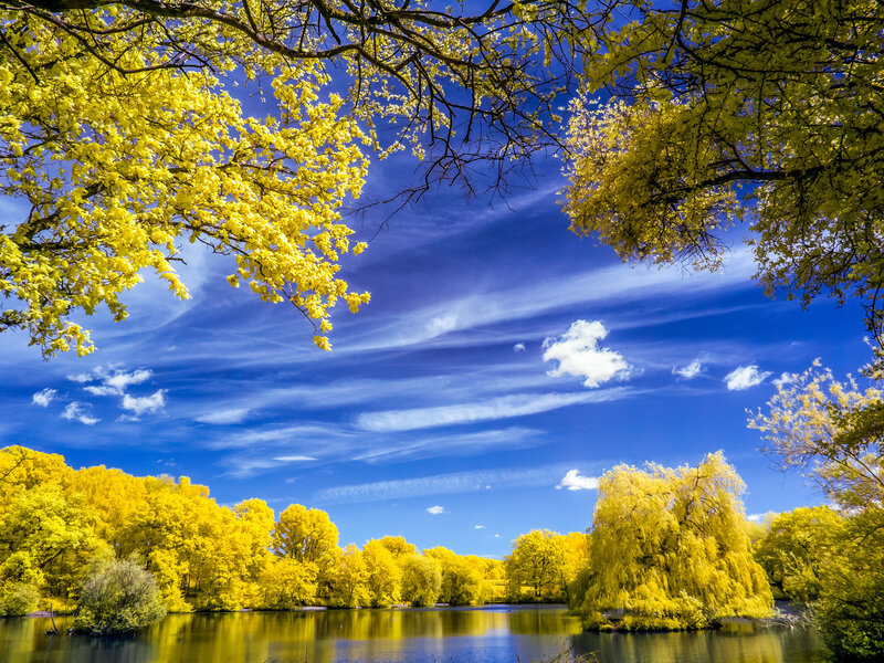 Yellow Trees by Lake — Blue