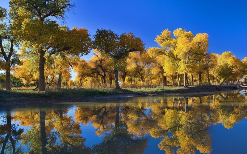 Yellow Trees by River — Blue, Serene, Autumn, Photograph