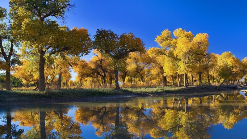 Yellow Trees by River — Blue, Serene