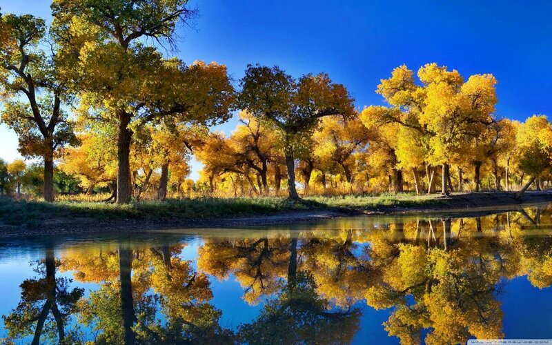 Yellow Trees by River — Blue