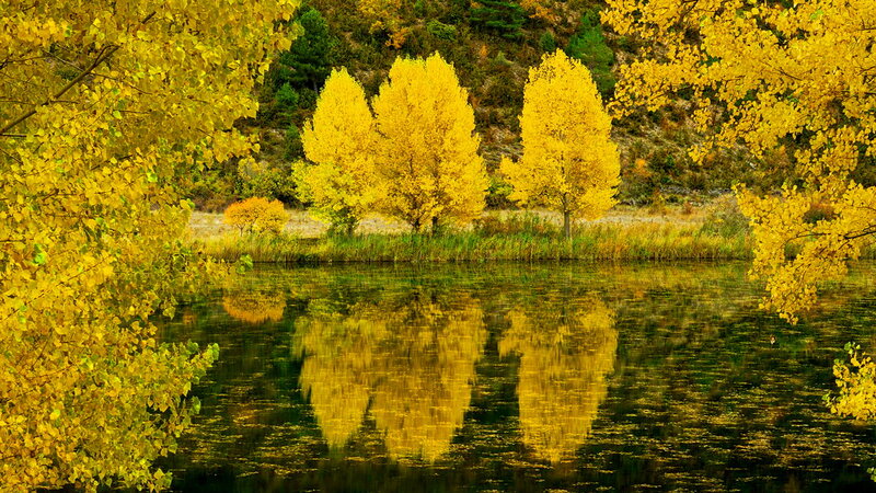 Yellow Trees in Autumn — Serene, Photograph, River