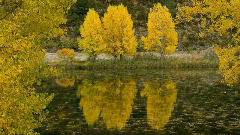 Yellow Trees in Autumn — Serene, Photograph