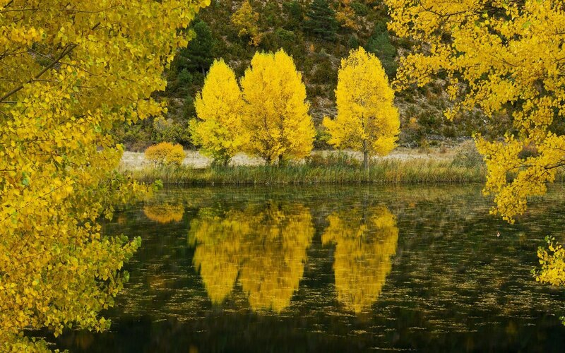 Yellow Trees in Autumn — Serene