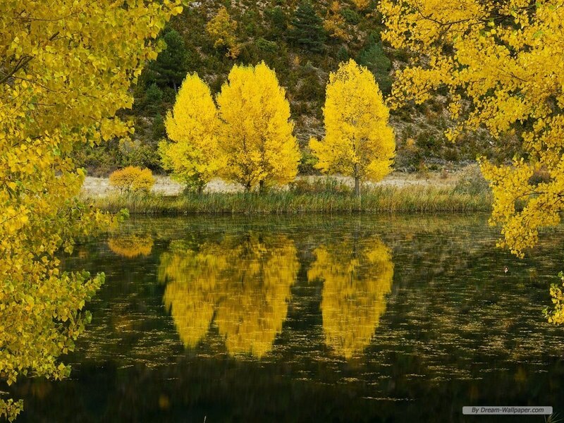 Yellow Trees in Autumn