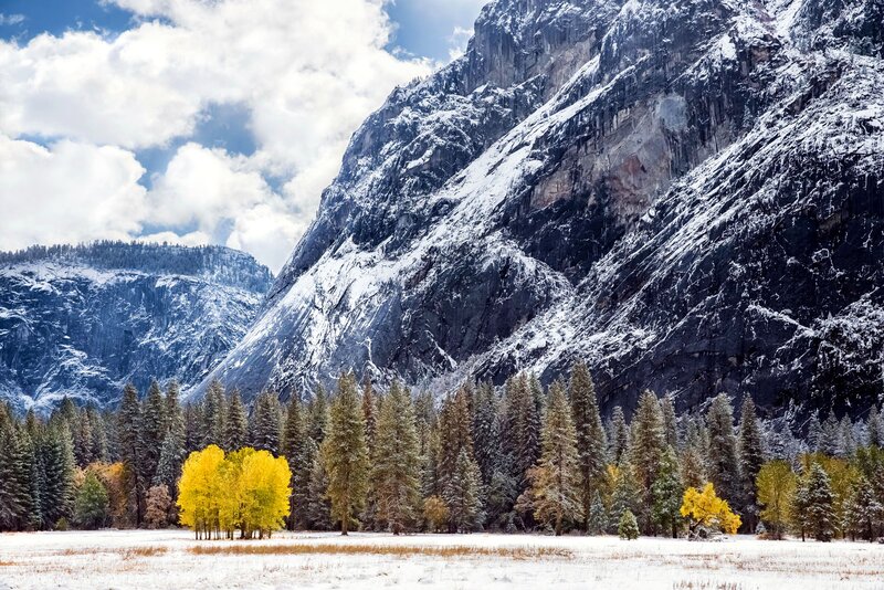 Yellow Trees in Snow