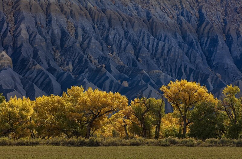 Yellow Trees in Valley