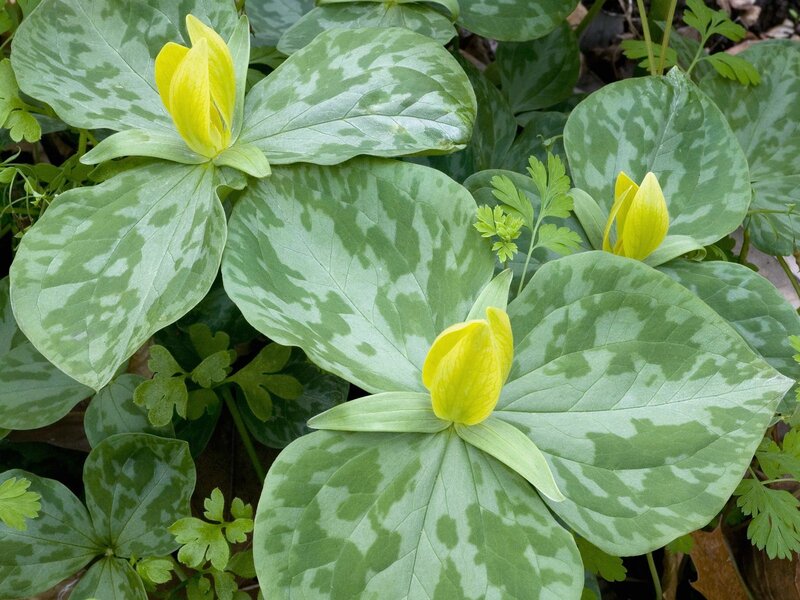 Yellow trillium flowers with mottled leaves