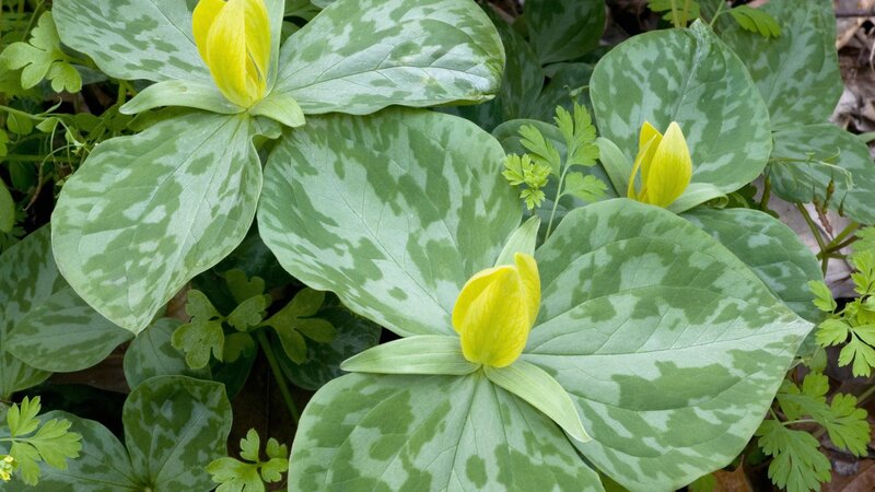 Yellow trillium flowers with mottled leaves