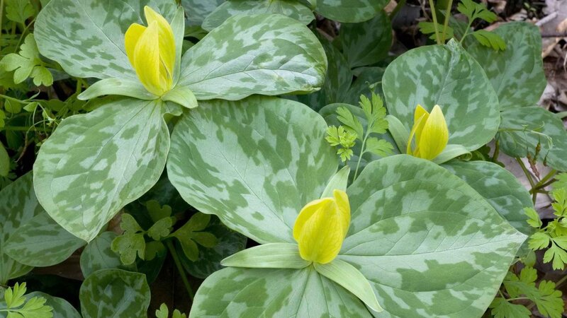 Yellow trillium flowers with variegated leaves