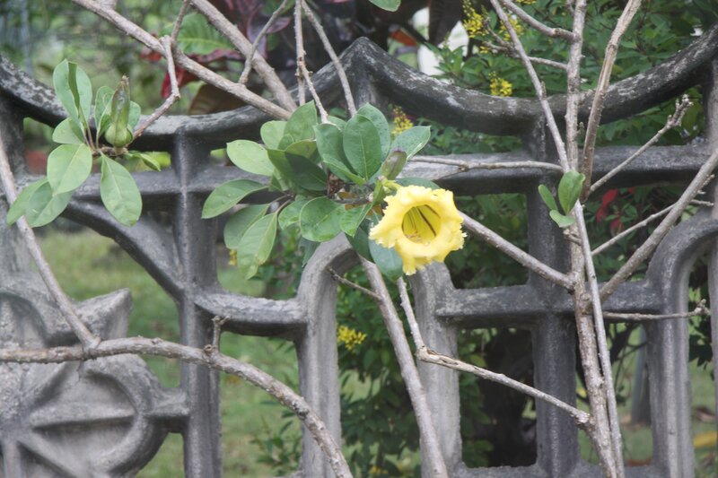 Yellow Trumpet Flower — Calm