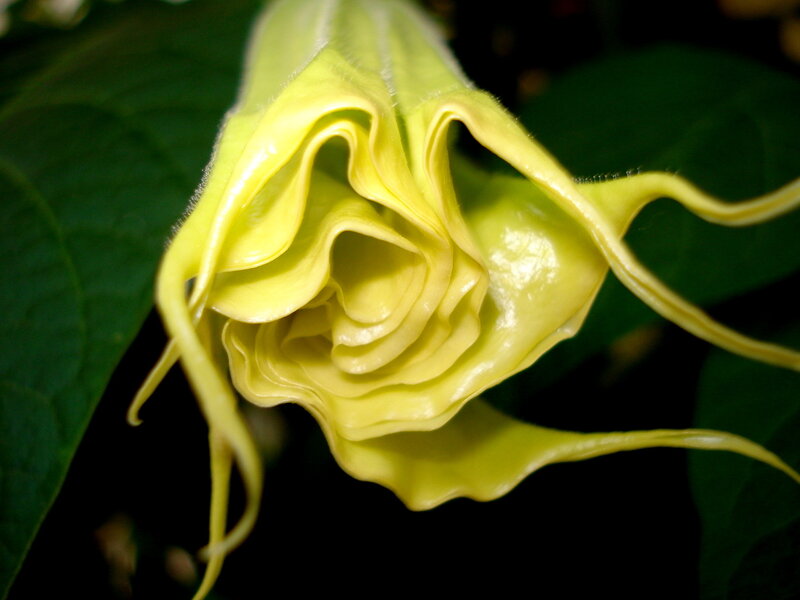 yellow trumpet flower close-up