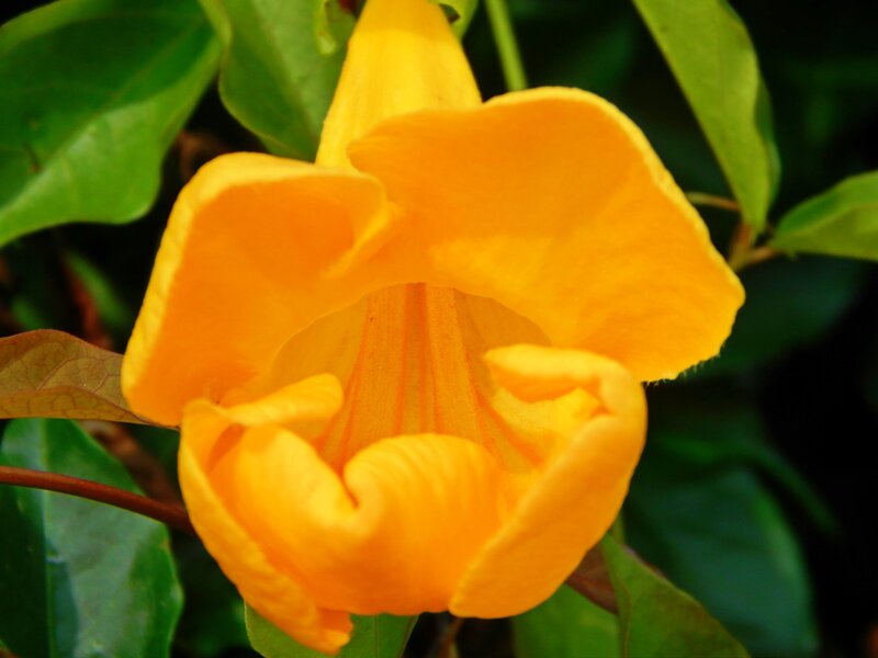 Yellow Trumpet Flower — Natural