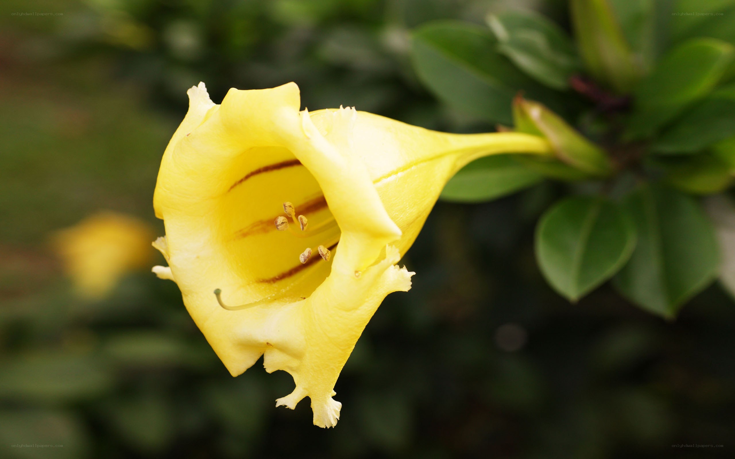 yellow trumpet flower