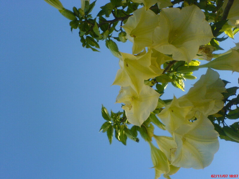 Yellow Trumpet Flowers — Blue