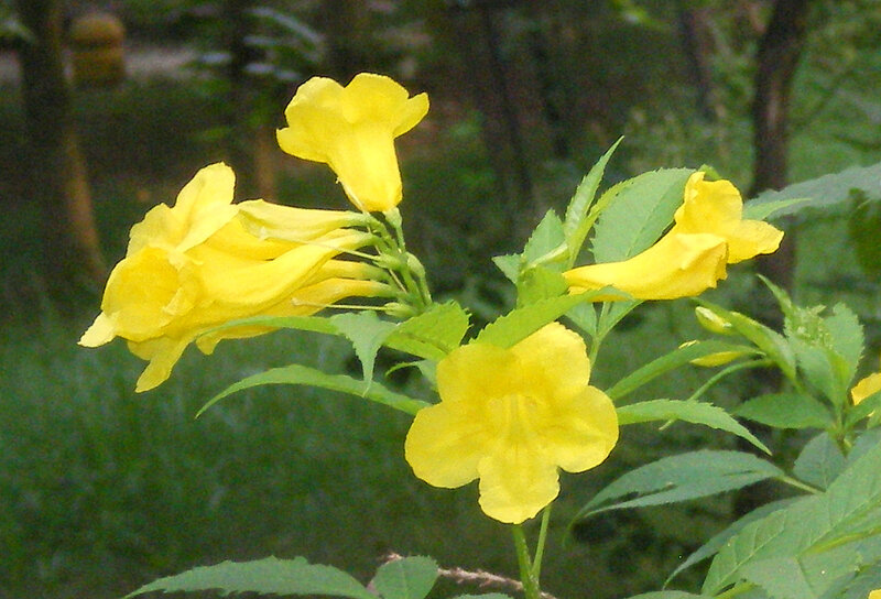 Yellow Trumpet Flowers — Calm, Afternoon