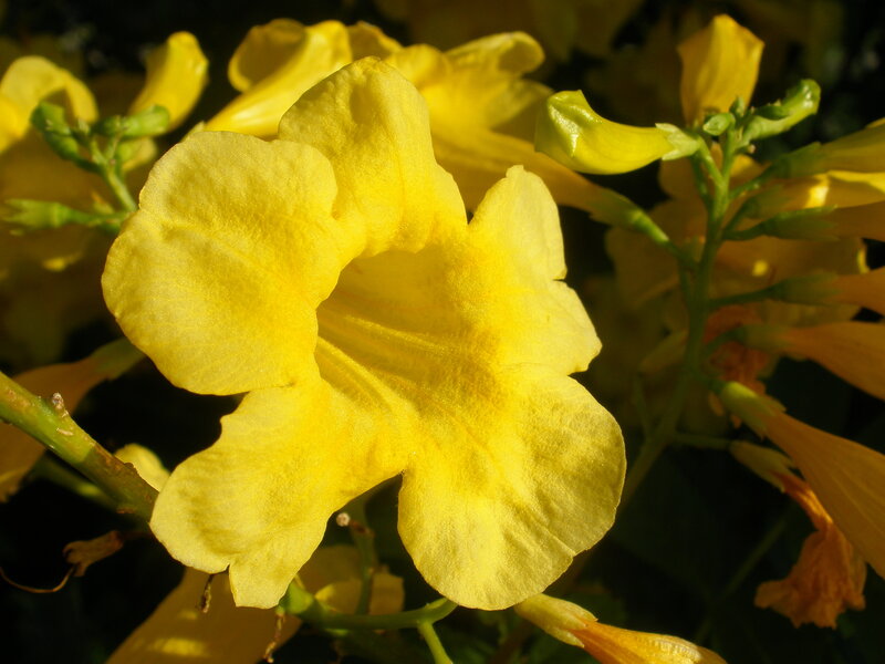 Yellow trumpet flowers in bloom