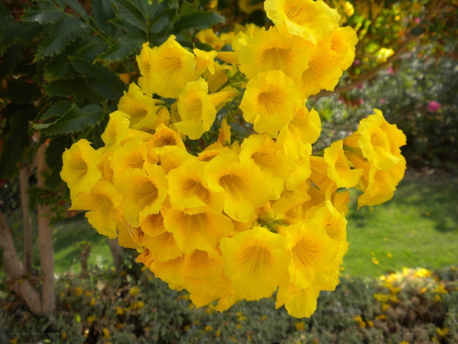 Yellow trumpet flowers in bloom