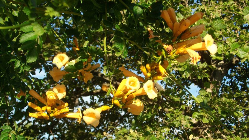 yellow trumpet flowers in tree