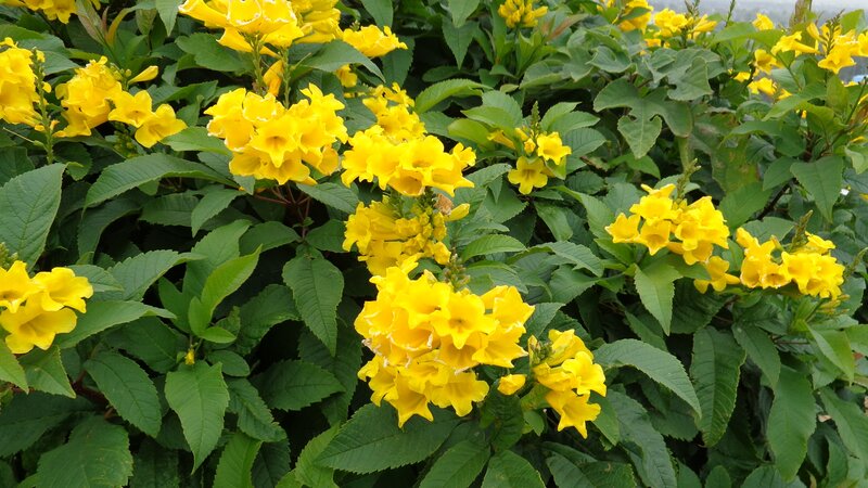 Yellow Trumpet Flowers — Natural, Spring