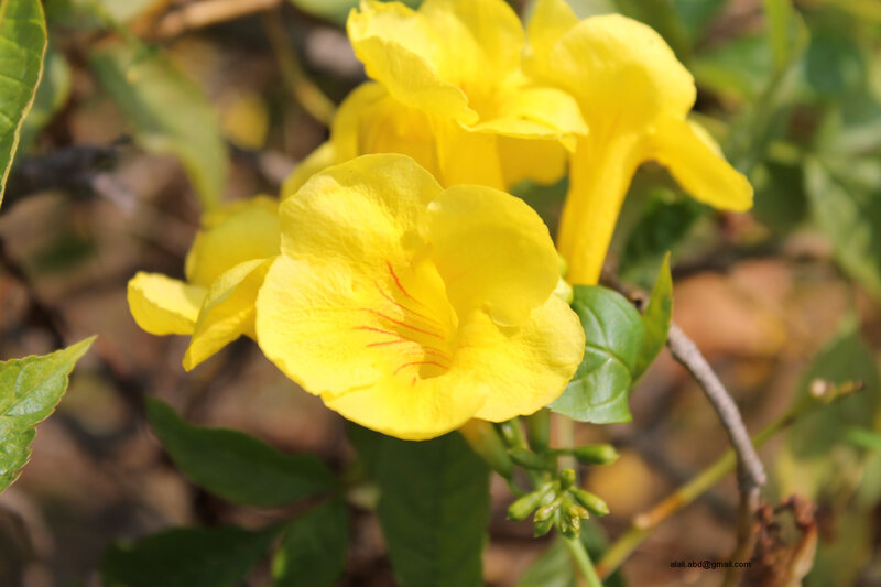 Yellow Trumpet Flowers — Natural