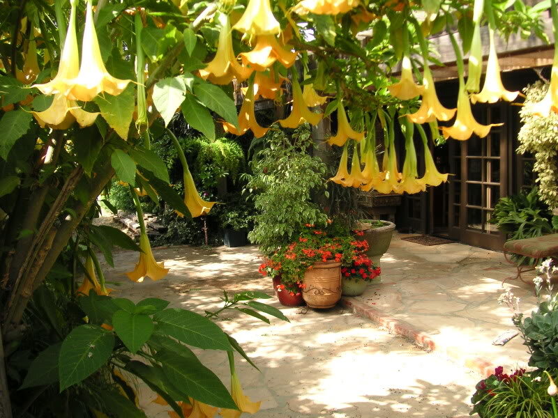 Yellow Trumpet Flowers — Serene, Afternoon, Photograph